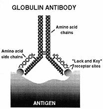 Globulin_Antibody